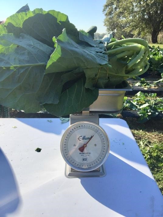 produce being weighed