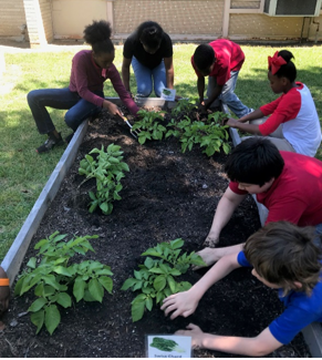 kids planting vegetables in a school garden