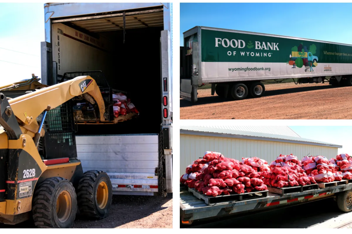 Food bank trucks being loaded with potatoes