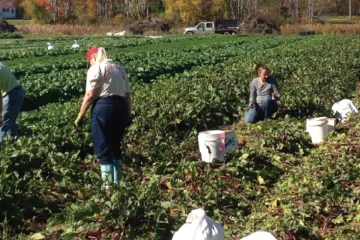 people picking food in a field