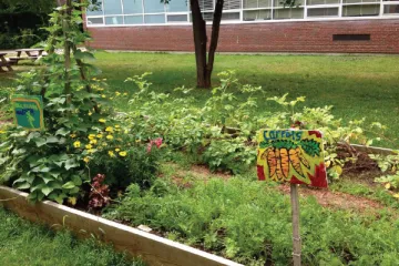 raised bed garden