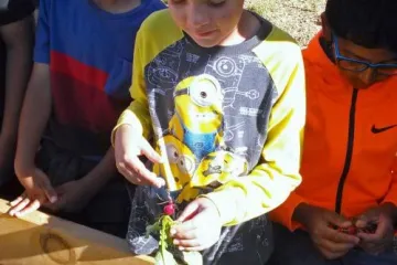 A boy picking a radish from a raised bed garden