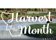 Montana Harvest of the Month with a background of livestock and water