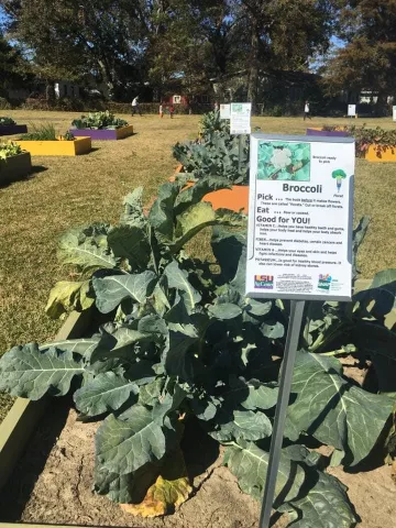 broccoli growing in the community garden